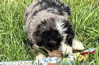Yeller, a male Bernese Mountain Dog and Miniature Bernedoodle for sale in Shipshewana, IN – 2 of 9