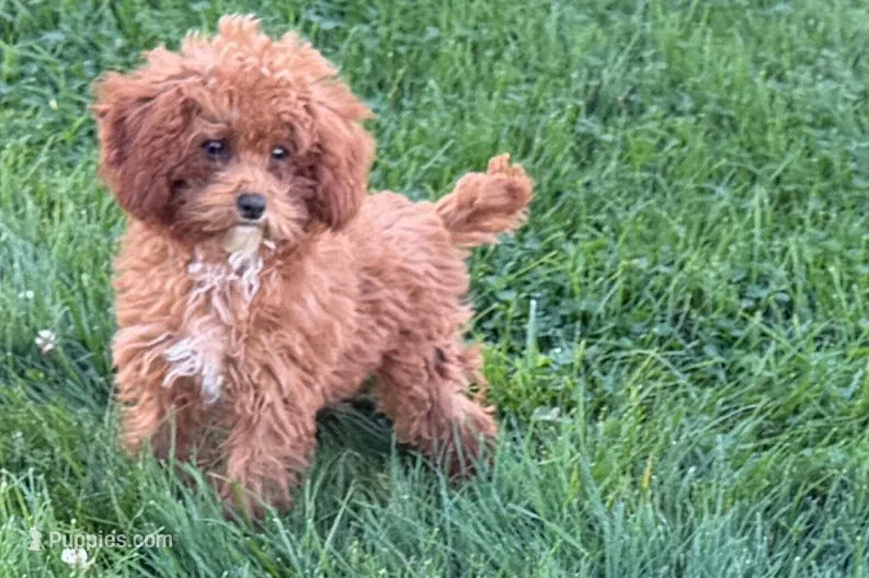 Benny – Poodle - Toy  puppy for sale in Shipshewana, IN