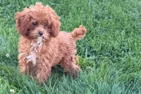 Benny, a male Poodle - Toy  for sale in Shipshewana, IN – 1 of 9