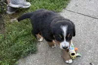 Hank, a male Bernese Mountain Dog for sale in Shipshewana, IN – 4 of 6
