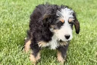 Oreo, a male Bernedoodle for sale in Shipshewana, IN – 3 of 10