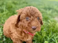 Winter, a female Miniature Goldendoodle for sale in Shipshewana, IN – 8 of 9