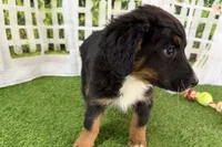 processed/632ae00d-cb25-448f-9769-381ae2030b8e/listing/a38a061a-ee4b-4e18-b1ac-70d7c11bc58d/858dadf9-9543-4551-8ec9-288a34487411