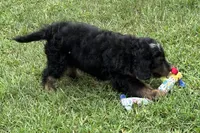 Orbit, a male Miniature Bernedoodle for sale in Shipshewana, IN – 9 of 10