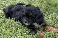 Omar, a male Miniature Bernedoodle for sale in Shipshewana, IN – 7 of 9