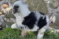Jara, a female Bernedoodle for sale in Shipshewana, IN – 2 of 6