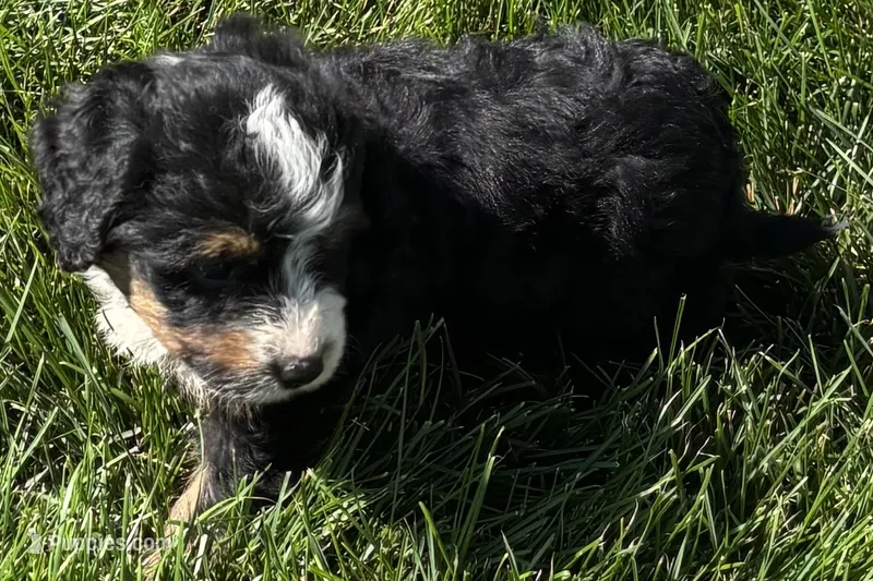 Joella – Bernedoodle puppy for sale in Shipshewana, IN