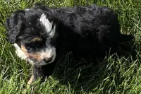 Joella, a female Bernedoodle for sale in Shipshewana, IN – 1 of 6