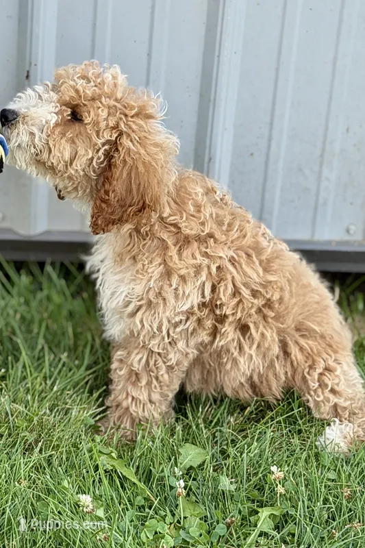 Orvan  – Goldendoodle puppy for sale in Shipshewana, IN