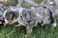 Javie , a male Bernedoodle for sale in Shipshewana, IN – 5 of 6