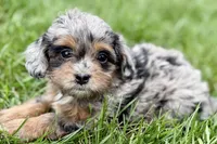Orbana, a female Bernedoodle for sale in Shipshewana, IN – 4 of 9