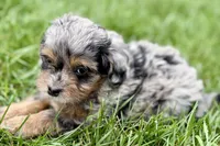 Orbana, a female Bernedoodle for sale in Shipshewana, IN – 2 of 9