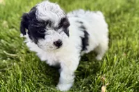 Parker, a male Poodle - Miniature  for sale in Shipshewana, IN – 9 of 10