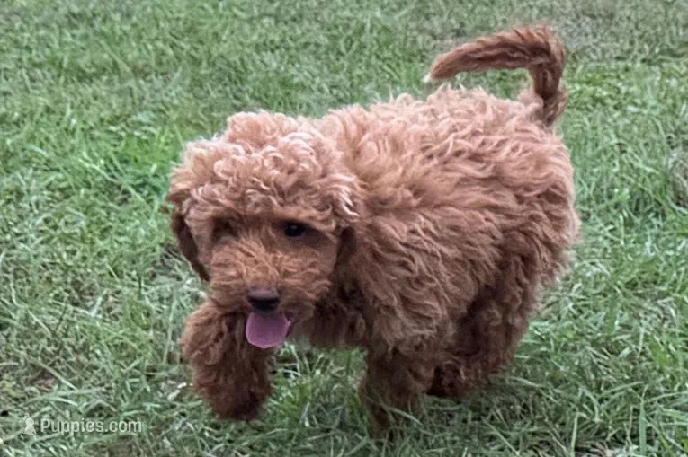 Comet  – Poodle - Toy  puppy for sale in Shipshewana, IN