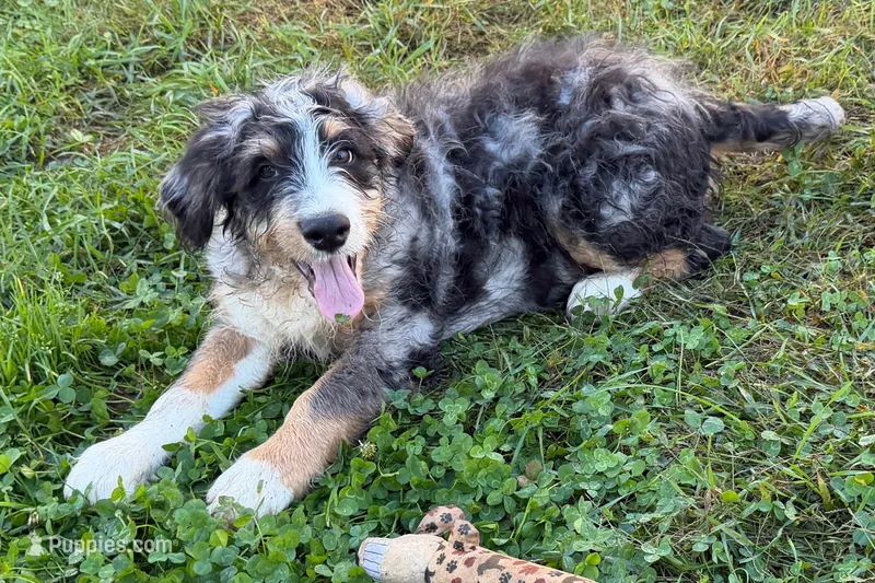 Yeller – Miniature Bernedoodle puppy for sale in Shipshewana, IN
