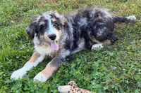 Yeller, a male Miniature Bernedoodle for sale in Shipshewana, IN – 1 of 10