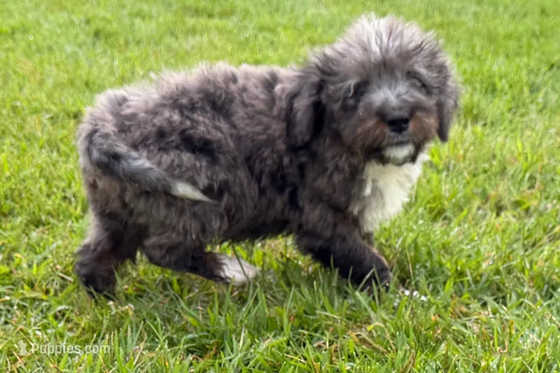 Yulian  – Miniature Bernedoodle puppy for sale in Shipshewana, IN