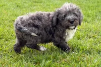 Yulian , a male Miniature Bernedoodle for sale in Shipshewana, IN – 1 of 9
