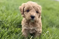 Ozzy, a male Goldendoodle for sale in Shipshewana, IN – 3 of 8