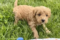 Ozzy, a male Goldendoodle for sale in Shipshewana, IN – 8 of 8