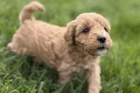Ozzy, a male Goldendoodle for sale in Shipshewana, IN – 6 of 8