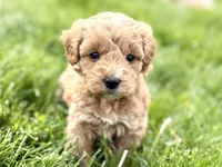 Ozzy, a male Goldendoodle for sale in Shipshewana, IN – 4 of 8