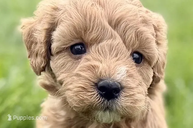 Ozzy – Goldendoodle puppy for sale in Shipshewana, IN