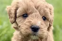 Ozzy, a male Goldendoodle for sale in Shipshewana, IN – 1 of 8
