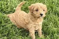 Ozzy, a male Goldendoodle for sale in Shipshewana, IN – 2 of 8