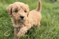 Ozzy, a male Goldendoodle for sale in Shipshewana, IN – 7 of 8