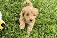 Ozzy, a male Goldendoodle for sale in Shipshewana, IN – 5 of 8
