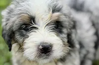Yogi, a male Bernese Mountain Dog and Miniature Bernedoodle for sale in Shipshewana, IN – 1 of 10