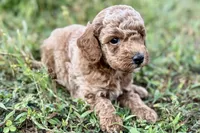 Comet , a male Poodle - Toy  for sale in Shipshewana, IN – 8 of 8