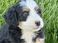 Oreo, a male Bernedoodle for sale in Shipshewana, IN – 9 of 10