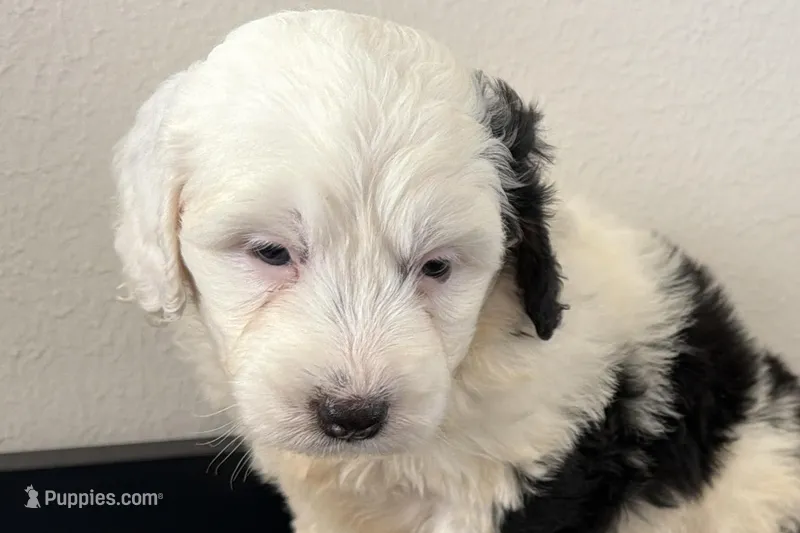 Willow  – Miniature Bernedoodle puppy for sale in Shipshewana, IN
