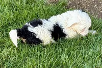 Willow , a female Miniature Bernedoodle for sale in Shipshewana, IN – Photo 7 of 9