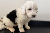 Willow , a female Miniature Bernedoodle for sale in Shipshewana, IN – Photo 9 of 9