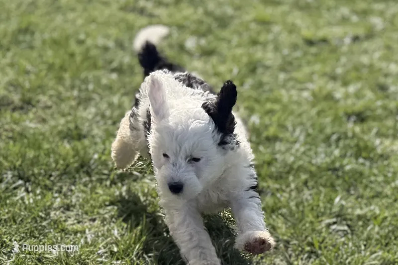 Willow  – Miniature Bernedoodle puppy for sale in Shipshewana, IN
