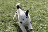 Willow , a female Miniature Bernedoodle for sale in Shipshewana, IN – Photo 1 of 9