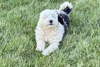 Willow , a female Miniature Bernedoodle for sale in Shipshewana, IN – Photo 2 of 9