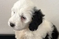 Willow , a female Miniature Bernedoodle for sale in Shipshewana, IN – Photo 2 of 9