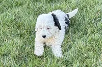 Willow , a female Miniature Bernedoodle for sale in Shipshewana, IN – Photo 3 of 9