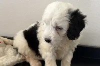Willow , a female Miniature Bernedoodle for sale in Shipshewana, IN – Photo 6 of 9