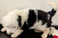 Willow , a female Miniature Bernedoodle for sale in Shipshewana, IN – Photo 7 of 9