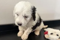 Willow , a female Miniature Bernedoodle for sale in Shipshewana, IN – Photo 4 of 9