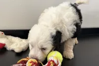 Willow , a female Miniature Bernedoodle for sale in Shipshewana, IN – Photo 3 of 9