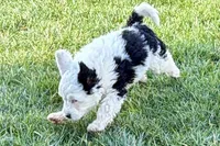 Willow , a female Miniature Bernedoodle for sale in Shipshewana, IN – Photo 4 of 9