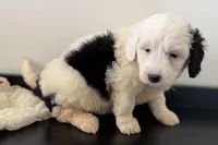 Willow , a female Miniature Bernedoodle for sale in Shipshewana, IN – Photo 8 of 9