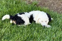 Willow , a female Miniature Bernedoodle for sale in Shipshewana, IN – Photo 6 of 9