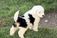 Willow , a female Miniature Bernedoodle for sale in Shipshewana, IN – Photo 8 of 9